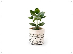 Túi vải bố bọc chậu cây
